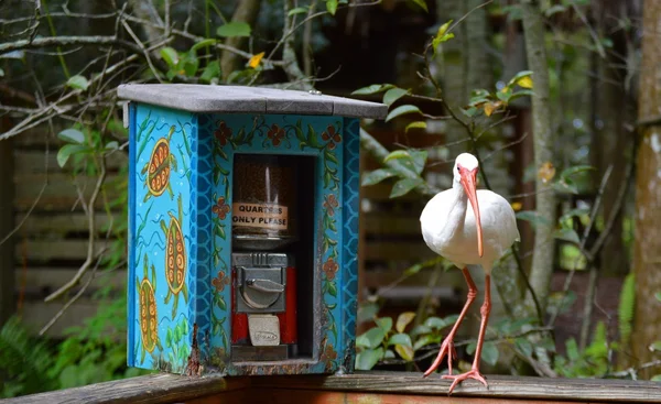 Dışarı asılı sadece ak balıkçıl