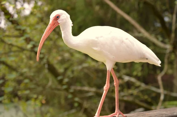 Dışarı asılı sadece ak balıkçıl