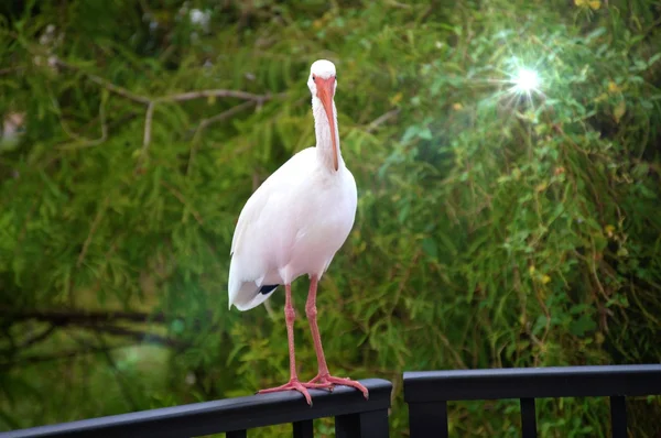 Dışarı asılı sadece ak balıkçıl