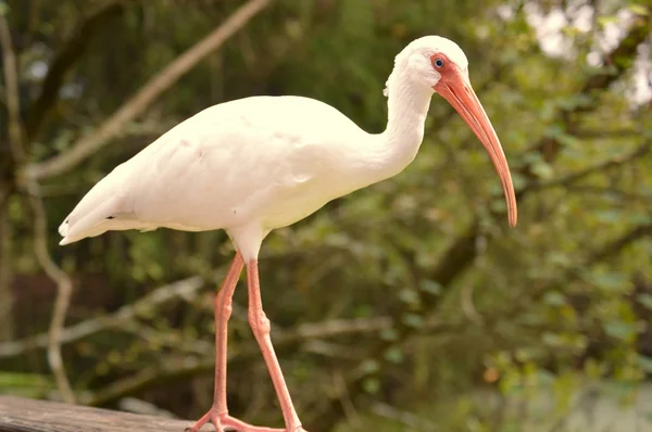 Egret doar agățat afară — Fotografie, imagine de stoc