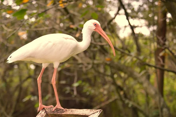 Egret doar agățat afară — Fotografie, imagine de stoc