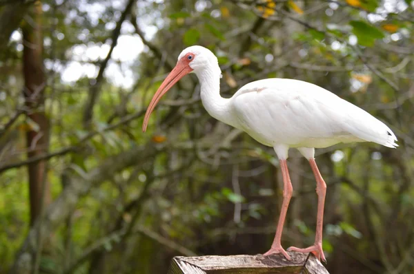 Egret just hanging out — Stock Photo, Image