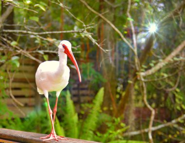 Dışarı asılı sadece ak balıkçıl