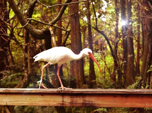 Dışarı asılı sadece ak balıkçıl