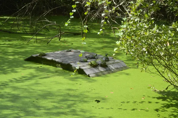 Kaplumbağa Kongre bataklığındaki