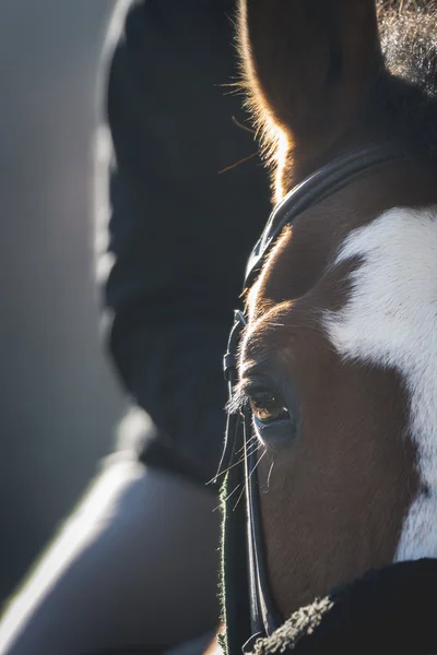 Paard oog Stockfoto