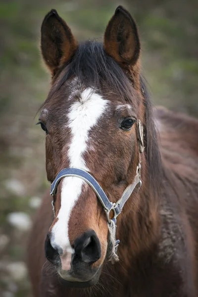 Horse's portrait — Stock Photo, Image