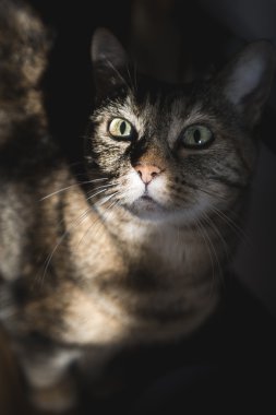 Güneşe bakarak kedi