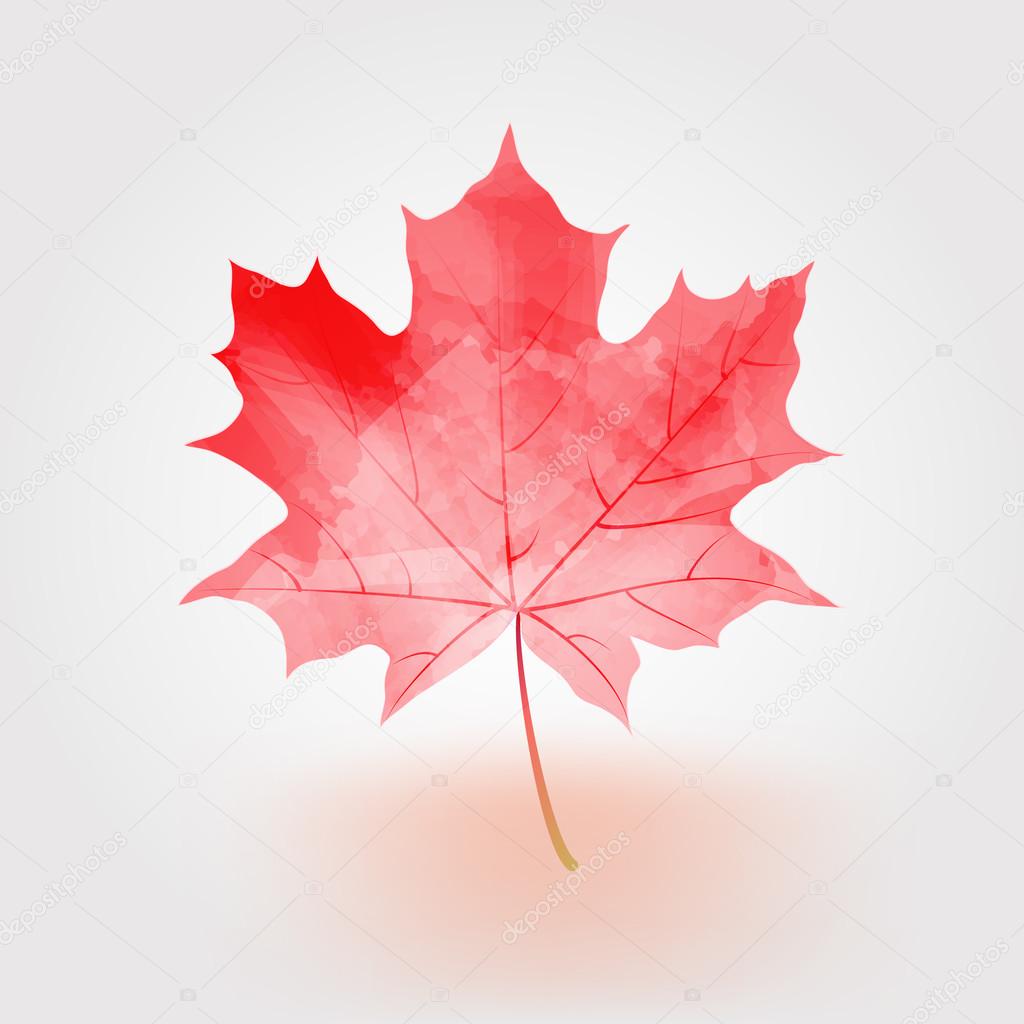 Autumn maple leaf vector illustration