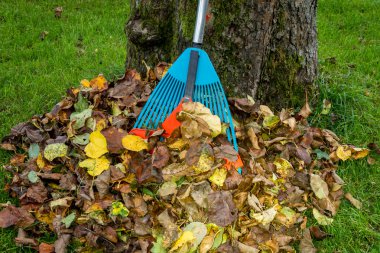 Sonbahar Yaprakları