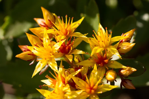 Gul blomma Stockfoto