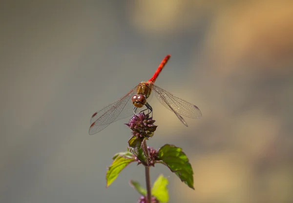 Libelle — Stockfoto