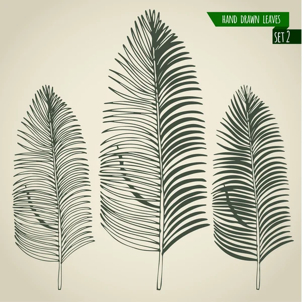 Hand drawn palm leaves — Stock Vector