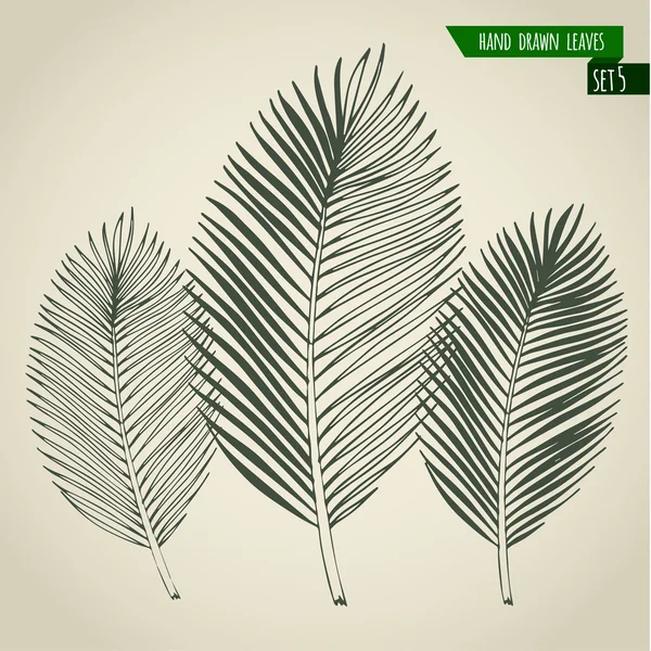 Hand drawn palm leaves — Stock Vector