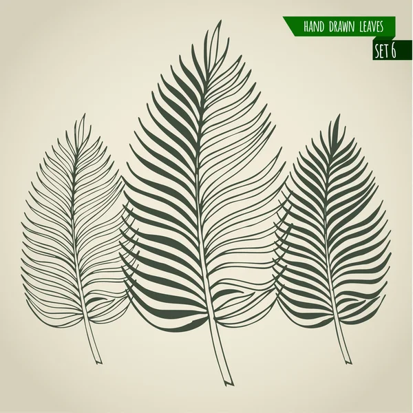 Elle çizilmiş palmiye yaprakları — Stok Vektör