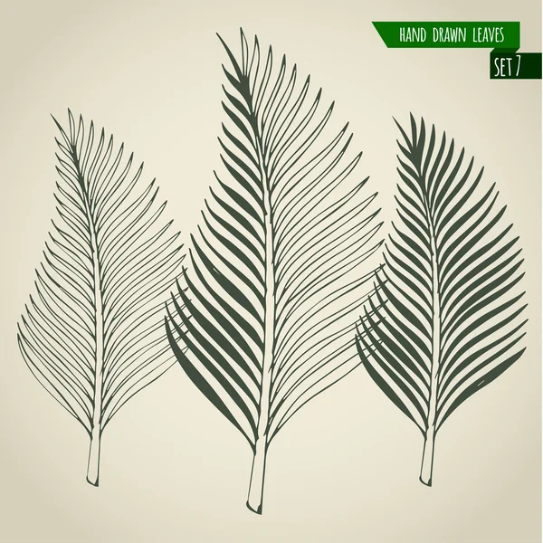 Feuilles de palmier dessinées à la main — Image vectorielle
