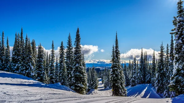 Pistas de esquí en el Monte Morrisey en las tierras altas de Shuswap —  Fotos de Stock