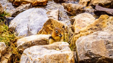 Yüksek sincap Rocky Dağları'nda Alp