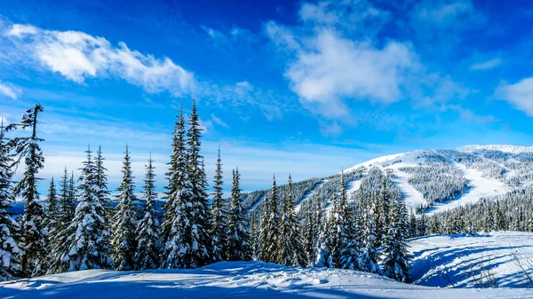 Árboles cubiertos de nieve que rodean las pistas de esquí — Foto de Stock