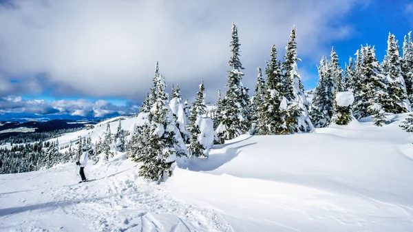 Žena lyžař scenérie a sníh zahrnuty stromy vysoké Alpin — Stock fotografie