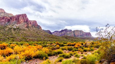 Tuz nehir ve çevredeki dağların ile Merkezi Arizona'da renkli çöl çalılar düşmek