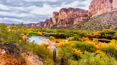 Tuz nehir ve çevredeki dağların ile Merkezi Arizona'da renkli çöl çalılar düşmek