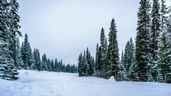 Paquete de nieve profunda en el bosque de montaña — Foto de Stock