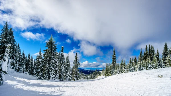 Zasněžené stromy vysoké alpské — Stock fotografie