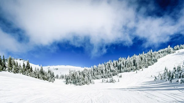 雪覆盖在高树高山 — 图库照片