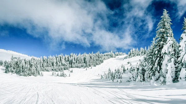 雪覆盖在高树高山 — 图库照片