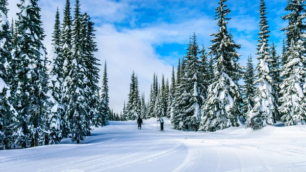 Esquí Esquí por el bosque bajo el cielo azul — Foto de Stock