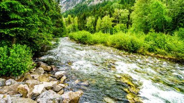 Cayoosh Creek adlı Duffy Lake Road Cottonwood Campside