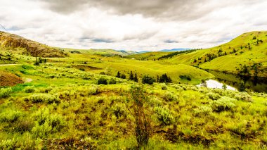 Rolling Hills ve otlaklar Merritt British Columbia yakınındaki Nicola Vadisi'nde