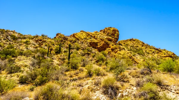 Paisaje del desierto del bosque nacional de Tonto a lo largo del sendero Apache en Arizona, EE.UU. — Foto de Stock