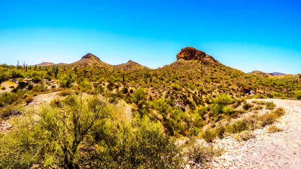 Paisaje del desierto del bosque nacional de Tonto a lo largo del sendero Apache en Arizona, EE.UU. — Foto de Stock