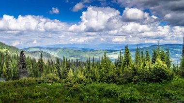 Shuswap Dağlarındaki Çam Ormanları Britanya Kolumbiyası, Kanada