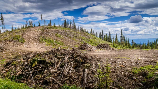 Industrial Clear Cut Logging in the Shuswap Highlands of British Columbia, Canada