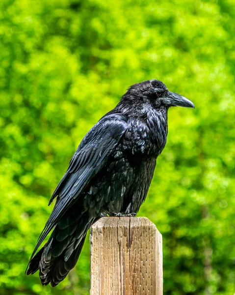 シャイニー ブラック レイヴンは カナダ ブリティッシュコロンビア州のマウント ロブソン州立公園のポストに座っています — ストック写真