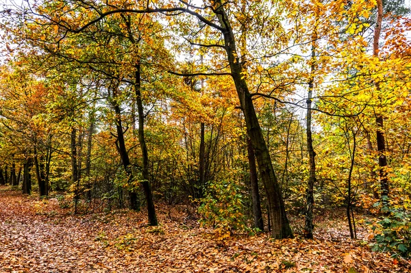 Una hermosa escena de otoño en colores brillantes del bosque — Foto de Stock
