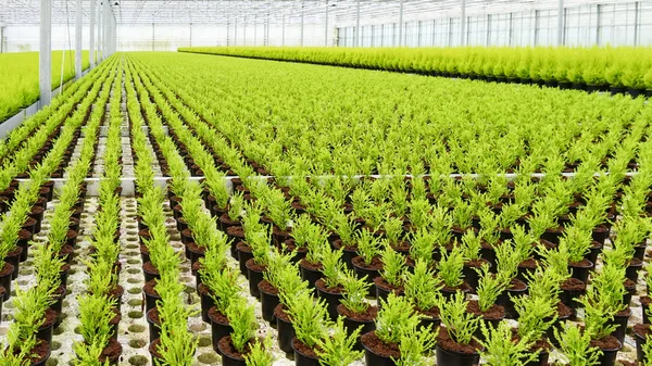 Thousands of Small Coniferous Trees in a Glass Greenhouse — Stock Photo, Image