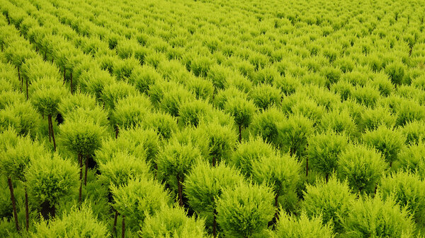 Тысячи маленьких хвойных деревьев в оранжерее из стекла
