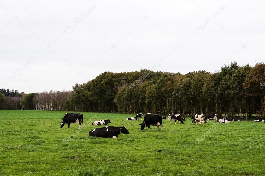 Cows Standing and Laying Down in a Meadow in the Netherlands on a Cloudy Day
