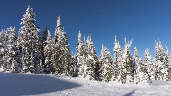 Snow covered pine trees in the high alpine — Stock Photo, Image