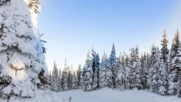 Snow covered pine trees in the high alpine — Stock Photo, Image