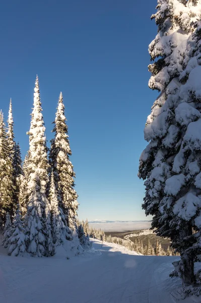 Снігові покриті сосновими деревами у високому альпійському — стокове фото