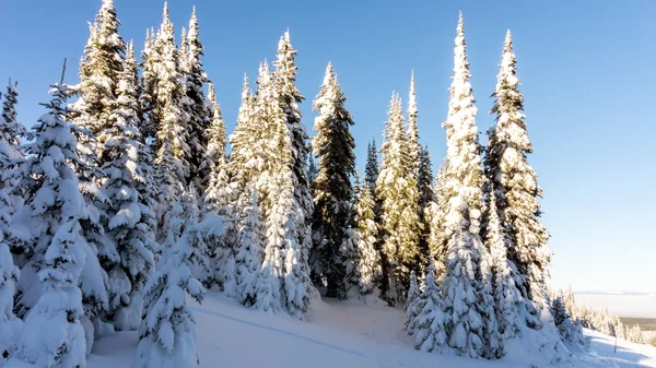 Snow covered pine trees in the high alpine — Stock Photo, Image