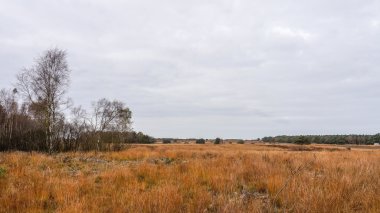 Sonbaharda Heather alanları