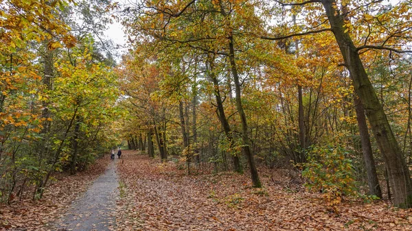 Ciclismo por los Campos y Bosques en Holanda — Foto de Stock