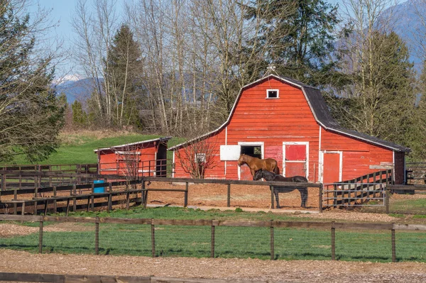 Röda ladan och Paddock med två hästar — Stockfoto