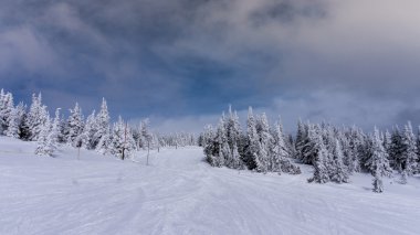 Ağaçlar Sun Peaks Kayak yamaçlarında kar kış sahne kaplı